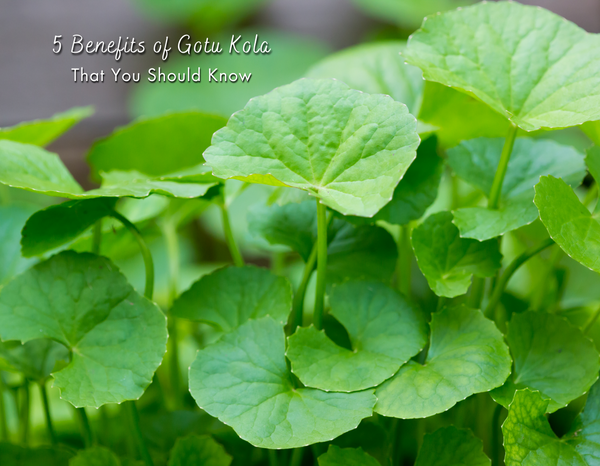 5 Benefits of Gotu Kola That You Should Know