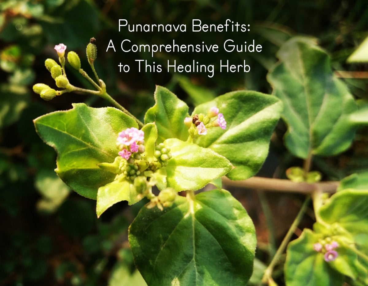 Punarnava Benefits: A Comprehensive Guide to This Healing Herb