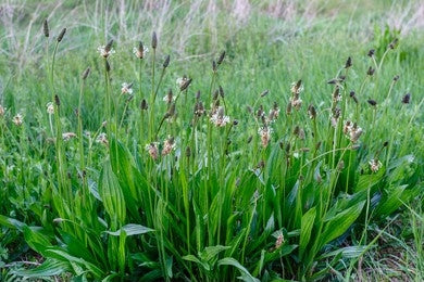 Ribwort Plantain (Plantago lanceolata)