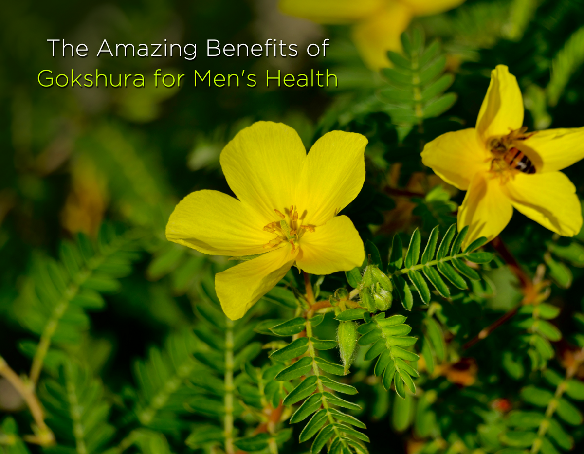 benefits of Gokshura
