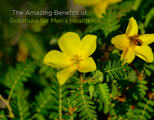 benefits of Gokshura