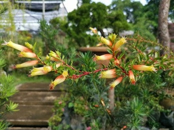 Dhataki / Woodfordia Fruticosa