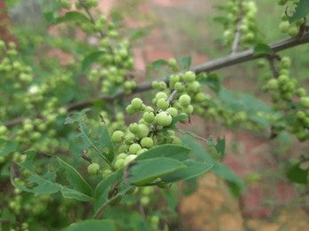 Guggul / Commiphora wightii