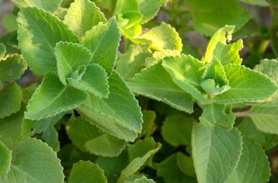 Indian Borage (Plectranthus amboinicus)