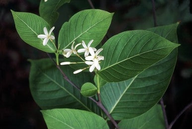 Indrajao (Holarrhena antidysenterica)