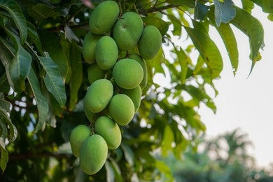 Mango (Mangifera indica)