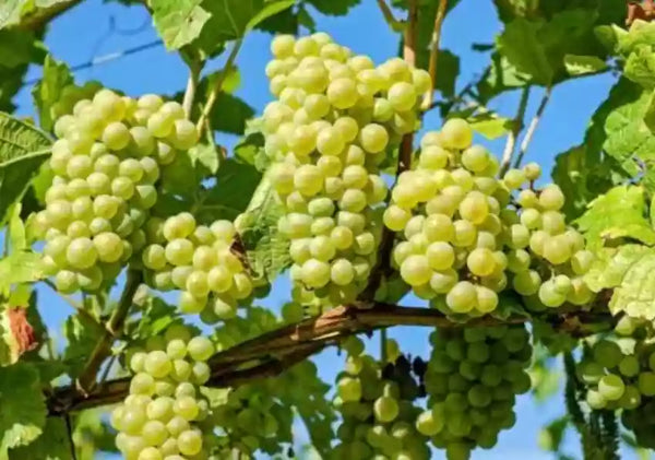 Angur /Grapes (Vitis Vinifera)