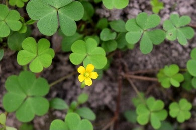 Changeri / Oxalis corniculata