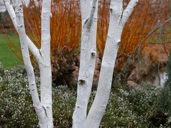 Bhoj-Patra (Betula Utilis)