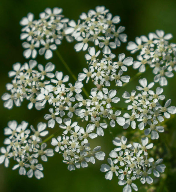 Tagar / Indian Valerian (Valeriana Wallichii)