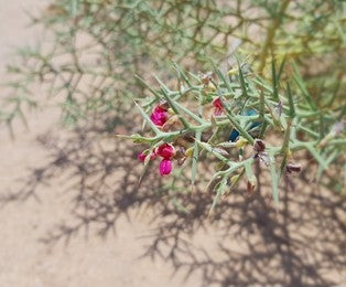 Yavasa, Camel thorn (Alhagi Camelorum)